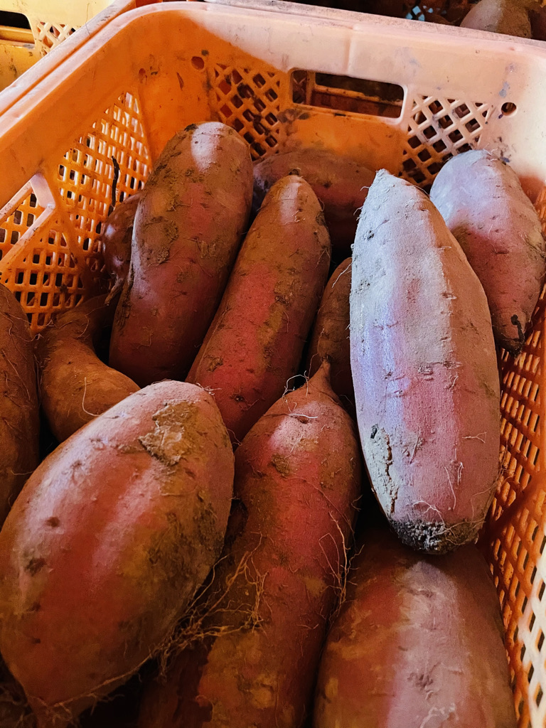 生芋・さつまいも